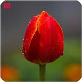 Tulips Flowers HD Wallpaper - Free Offline on 9Apps