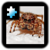 Jigsaw Puzzle: Spider icon