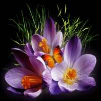 Purple Flowers Butterflies LWP on 9Apps