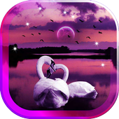 Swans Love live wallpaper icon