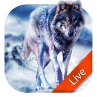 Ice Wolf Live Wallpaper on 9Apps