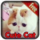Cute Cat
