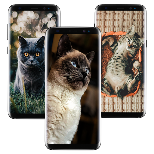 Fluffy Kitten Cute Cat Wallpaper icon