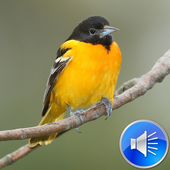 Orioles Bird Sounds Ringtones icon
