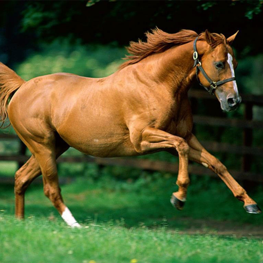 Horses Free Live Wallpaper HD icon