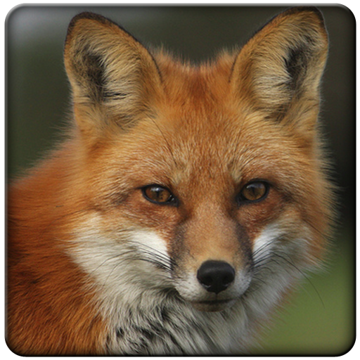 Sounds Fox icon