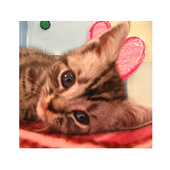 puzzle Cat game2 icon