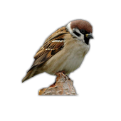 Sparrow Bird Game icon