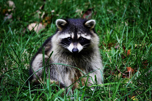 Raccoon Wallpaper screenshot 1
