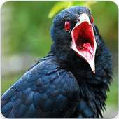 Indian Koel Bird Sounds : Indian Koyal Bird Songs on 9Apps