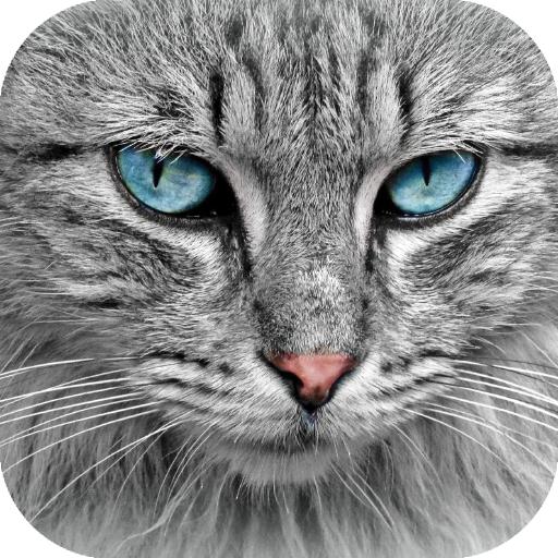 Cat Wallpapers HD icon