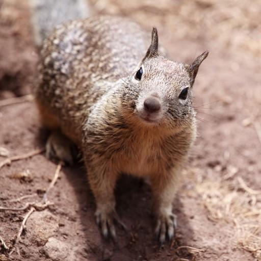 Squirrel HD Wallpaper icon