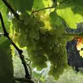 Bunch of grapes and sun on 9Apps