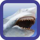Shark Revenge Attack icon