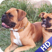 Boxer Dog Wallpaper icon