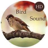 Bird Sounds - Relax and Sleep