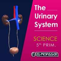 El-Moasser Urinary System