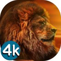🐯 Lion Wallpapers - Angry 4K | HD Lion Pictures ❤