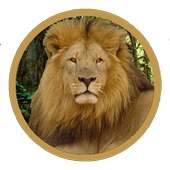 Animal Sounds - Early Learning on 9Apps