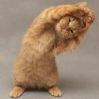 Good Morning Card, GIF, Video (800K  Installs)