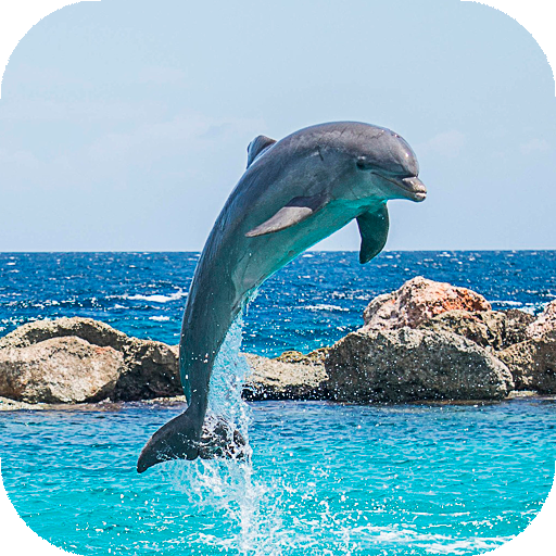 Dolphin Wallpapers HD (backgrounds &amp; themes) icon