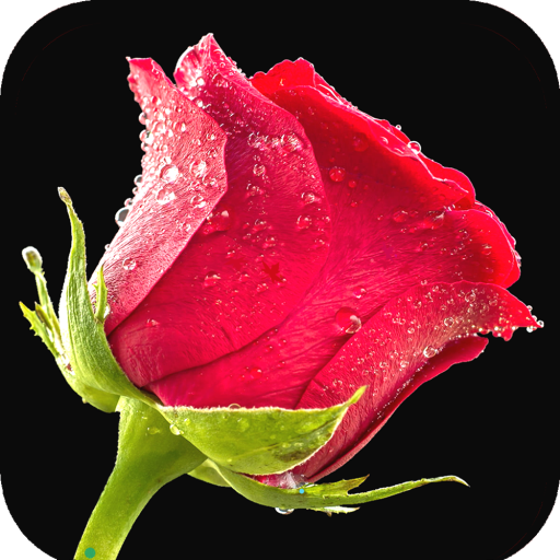 Red Rose Wallpaper icon