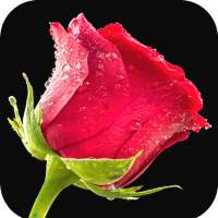 Red Rose Wallpaper on 9Apps