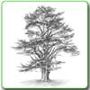 Drawing Trees on 9Apps