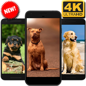 Dogs Wallpaper icon