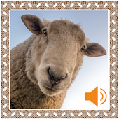 Lamb Sounds icon