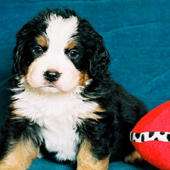 Bernese Mountain Dog Jigsaw Puzzles icon