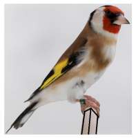 lagu gratis goldfinch on 9Apps