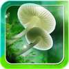 Mushrooms Live Wallpaper on 9Apps