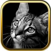Free Cute Cats Puzzles