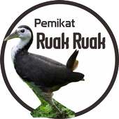 Suara Pemikat Burung Ruak Ruak Ampuh