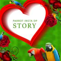 Parrot Insta DP on 9Apps