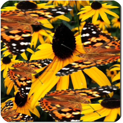 Butterfly Live Wallpaper LWP icon