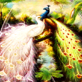 Peacock Love LWP أيقونة