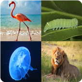 4 Pics 1 Animal - Tagalog иконка