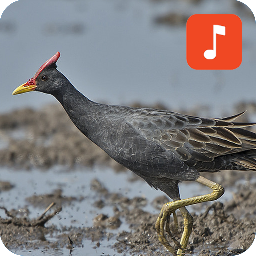 Watercock bird calls icon