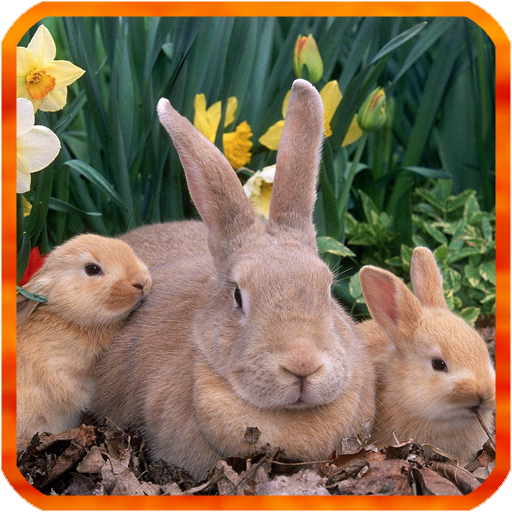 Rabbit Live Wallpaper icon