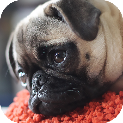 Pug Wallpaper HD &amp; 4k Backgrounds icon