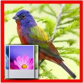 Birds Wallpapers HD icon