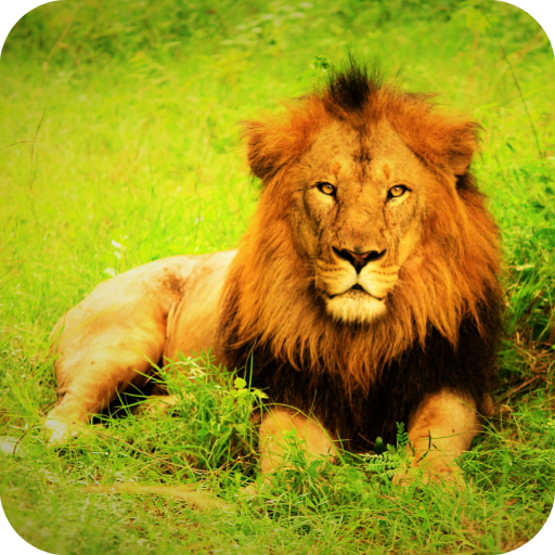 Lion Wallpaper Best HD icon