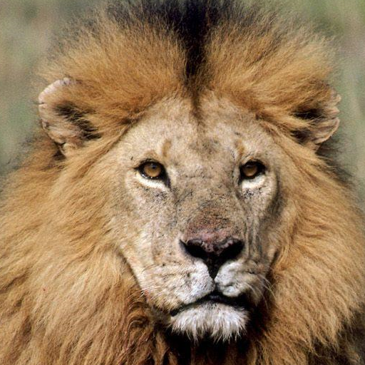 Animals and Birds icon