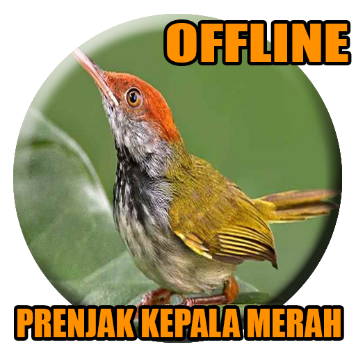 Kicau Prenjak Kepala Merah Gacor icon