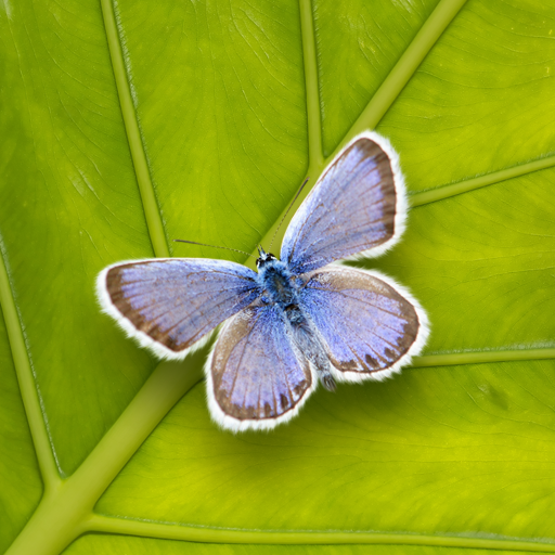 Rainy Live Wallpaper icon