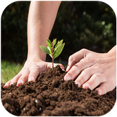 زراعة الخضروات-الزراعة المنزلية‎ أيقونة