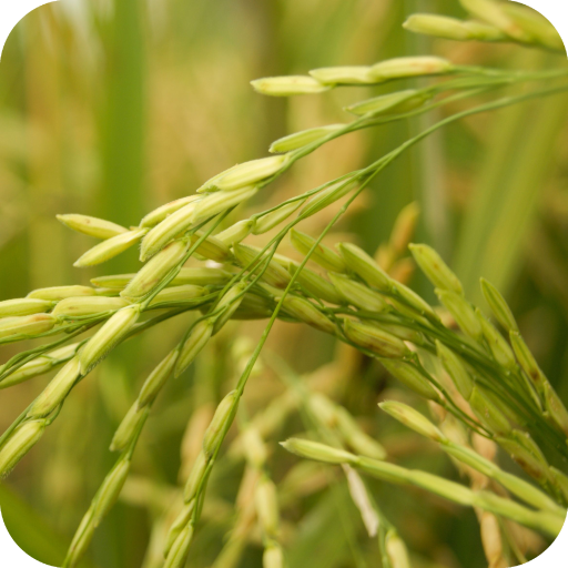 Paddy and Wheat Wallpaper Best HD icon