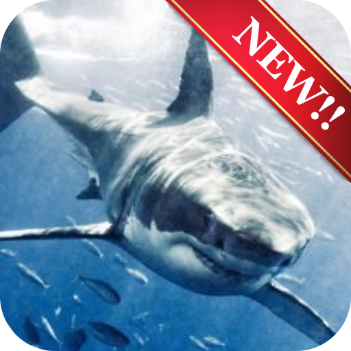Shark Wallpaper icon